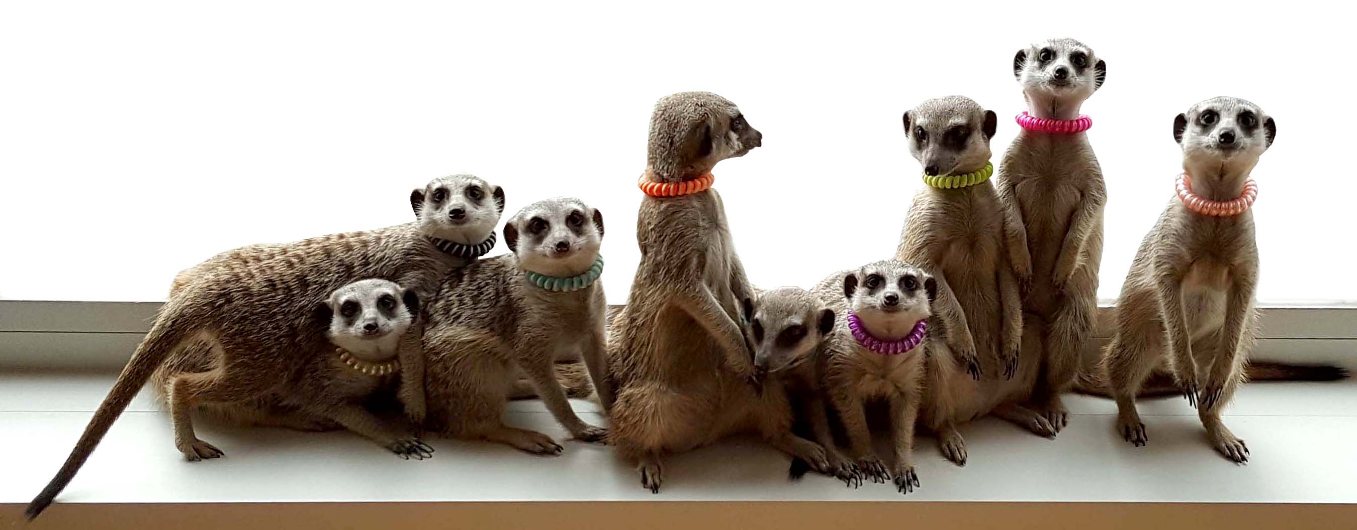 미어캣 프랜즈의 기업로고