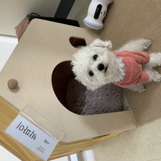 복지_반려동반출근