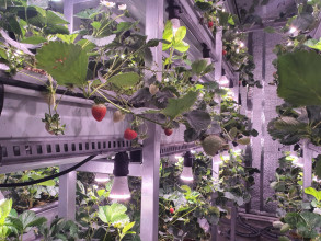 사무실실내농장딸기