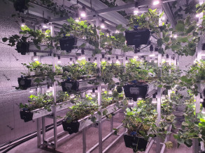 사무실실내농장