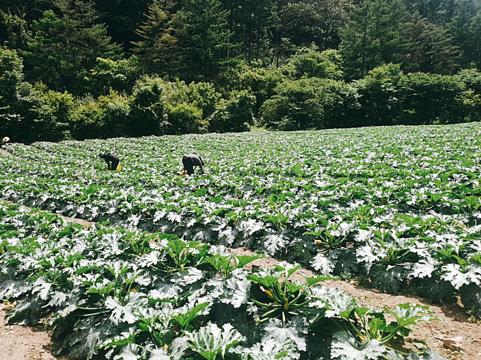 산지