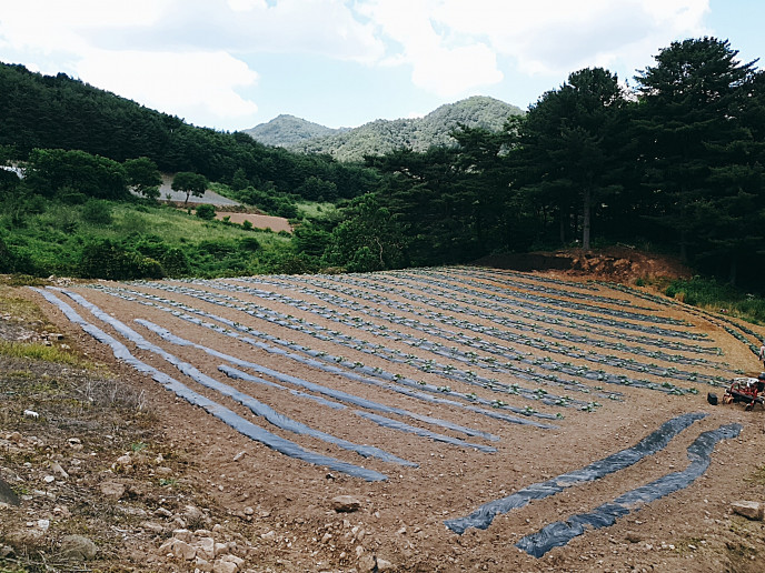 산지