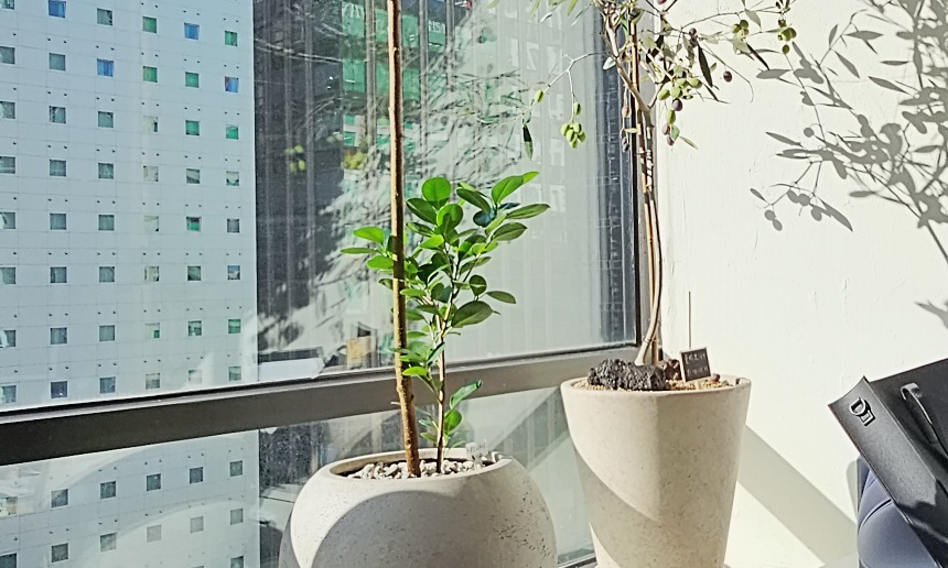 채광