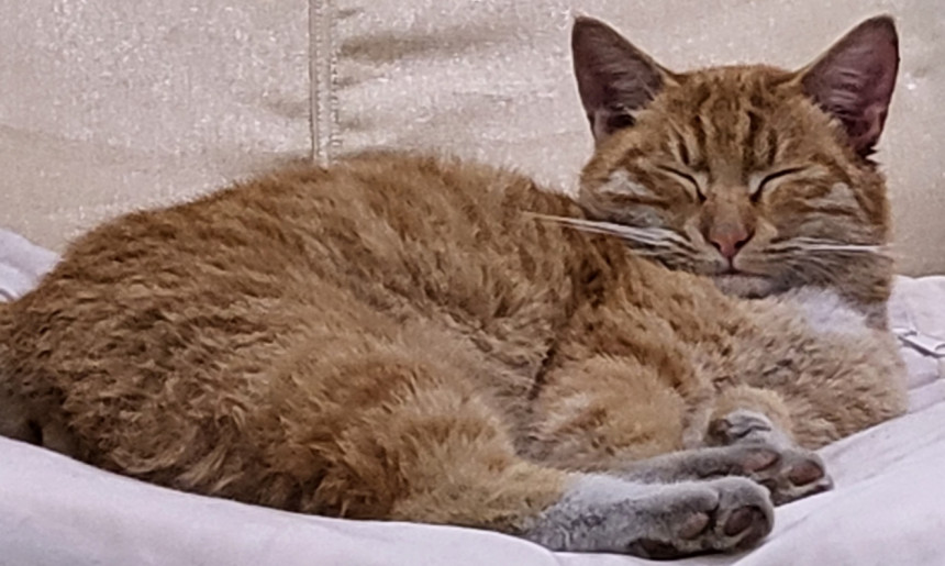 회사 마스코트 귀여운 고양이